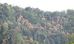 Quảng Nam: Dân phá rừng để lấy hạt ươi