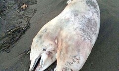 Xác cá heo hai đầu lộ diện ở bờ biển Thổ Nhĩ Kỳ