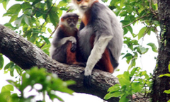 Thu giữ hơn 10 cá thể voọc Chà Vá chân nâu bị sấy khô