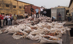 Gần 1 tấn ngà voi  "đồng hành " lạc thối trong container 