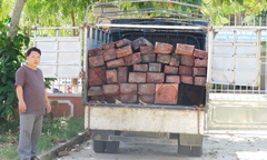 Liên tiếp bắt giữ nhiều vụ vận chuyển gỗ sơn huyết trái phép