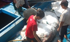 Cá mặt trăng “khủng” nặng hơn 5 tạ sa lưới ngư dân