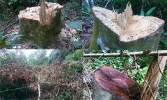 Cháu phó chủ tịch huyện thâu tóm cả cánh rừng