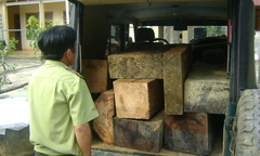 Bắt giữ vụ vận chuyển 0,7m3 gỗ lậu bằng xe Uoat