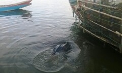 Tái thả một cá thể rùa da nặng 80kg về với biển khơi