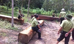 Bắt giữ hơn 100m3 gỗ tại vùng biên giới Tây Nguyên