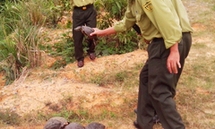 Tái thả hàng chục cá thể rùa về môi trường tự nhiên