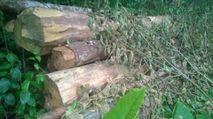 Gỗ  "vô chủ " giấu trong rừng phòng hộ Anh Sơn