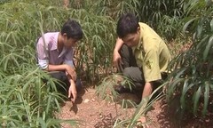 Voi rừng xuất hiện phá hoại hoa màu tại Đắk Nông