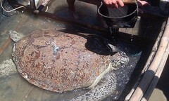Thả một cá thể rùa biển nặng 70kg về biển khơi