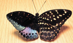 Phát hiện cá thể bướm có cơ thể nửa đực nửa cái