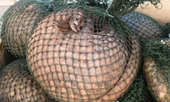 Phối hợp bắt giữ 7 cá thể tê tê còn sống tại Thanh Hóa