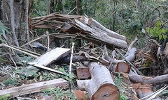 Bình Thuận: Gian nan giữ rừng phòng hộ Sông Lũy