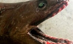 Cá mập đáng sợ từ thời tiền sử mắc lưới ngư dân Australia