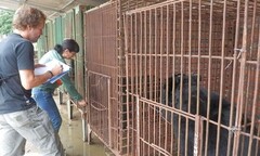 Gấu nuôi nhốt bị bỏ đói, chết hàng loạt tại Quảng Ninh