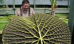 Lá súng lập kỷ lục với đường kính gần 2m trong vòng 6 tháng