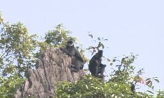 Phát hiện 60 cá thể Voọc Hà Tĩnh tại khu vực núi đá vôi