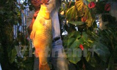 Câu được cá chép vàng  "khủng " nặng hơn 10kg