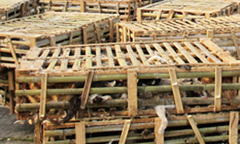 Phát hiện 3 tấn mèo Trung Quốc tuồn vào Hà Nội tiêu thụ