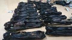 Chặn đứng vụ vận chuyển 20 cá thể linh trưởng đã được sấy khô