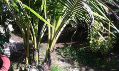 Kỳ lạ cây dừa biết tự  "phân thân " thành ba