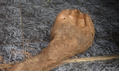 Xôn xao củ khoai vạc hình  "bàn tay phật " nặng hơn 6kg ở Nghệ An