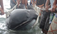 Phát hiện xác  "yêu quái miệng rộng " dạt vào bờ biển Philippines