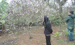 Đào nở rộ, người dân xứ Nghệ thấp thỏm lo mất Tết    