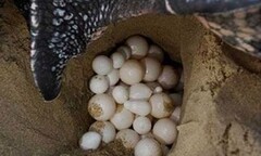 Rùa biển đã quay về Hòn Cau