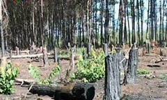 “Đội lốt” chuyển đổi rừng nghèo để lấy gỗ