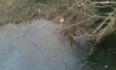 Dân kêu trời vì phân lợn chảy khắp xóm