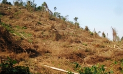 Dùng thuốc diệt cỏ để “dọn” rừng đầu nguồn