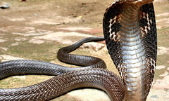 Bắt giữ gần 200 kg rắn hổ mang chúa đang trên đường đi tiêu thụ