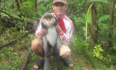 Mua voọc quý rồi thả về rừng xanh