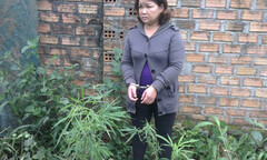 Một  "bà trùm " lĩnh án vì ngang nhiên trồng cần sa trong vườn nhà