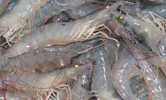 Giá tôm nguyên liệu Bình Định tăng mạnh do thương lái Trung Quốc