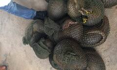 Chặn đứng vụ xuất lậu 44 cá thể tê tê