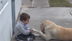 Cảm động chú chó muốn làm bạn với cậu bé mắc hội chứng Down