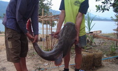 Bắt vụ nhập lậu 700 kg cá lăng từ Trung Quốc