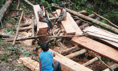Ồ ạt nạn khai thác, buôn bán trái phép lâm sản tại Văn Bàn