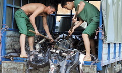 Lào Cai: Bắt giữ vụ nhập lậu hơn 500kg cá tầm