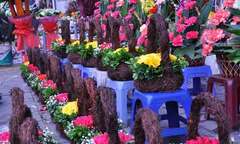 Hà Nội: Sát ngày lễ 20/10, hoa tăng giá gấp đôi