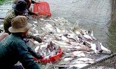 Thiếu liên kết, doanh nghiệp và nông dân nuôi cá tra đều  "bẻ kèo "