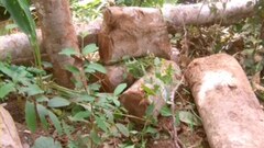 Đắk Lắk: Kiểm Lâm và bảo vệ rừng  "bảo kê " cho lâm tặc?