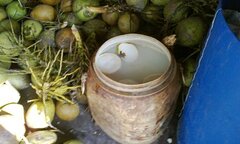 TP.HCM: Dừa được tẩy trắng bằng hóa chất thuộc da