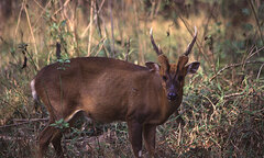 Phát hiện loài Mang lớn quý hiếm ở Thừa Thiên - Huế