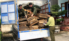 Bắt giữ hơn 3m3 gỗ vàng tâm được ngụy trang dưới vỏ bia Hà Nội