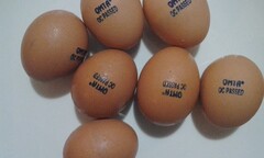 Cho gà ăn thảo dược nghe nhạc thính phòng để đẻ trứng Omega