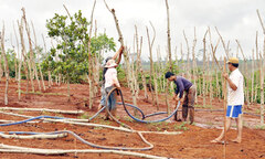 Vẫn luẩn quẩn trong vòng  "trồng - chặt, chặt - trồng "