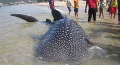 Cá voi nặng trên 350kg mắc lưới ngư dân Hà Tĩnh